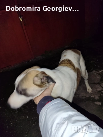 Рино търси дом - не е за всеки,само за сериозни и отговорни стопани !