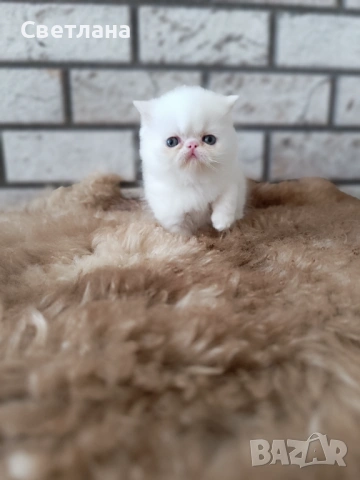 Екзотично късокосместо мъжко коте 