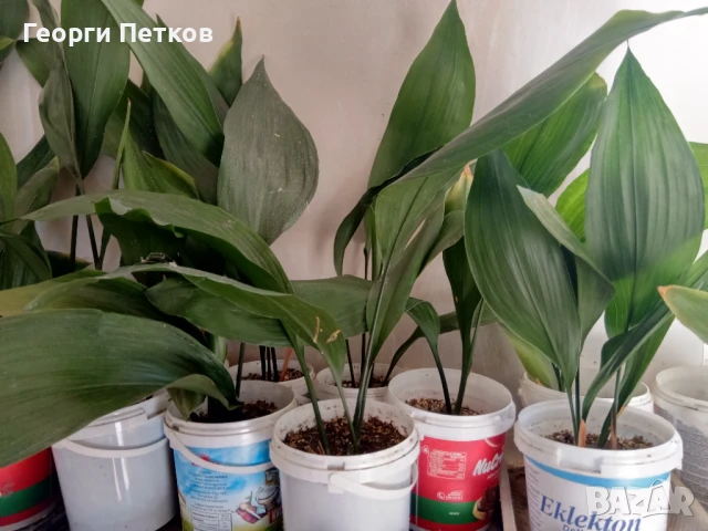 Семейно щастие (Аспидистра) с височина 40-50см., снимка 2 - Стайни растения - 50699052