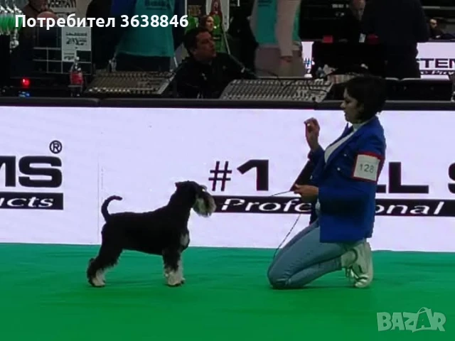 Цверг шнауцер, снимка 3 - Други - 51281641