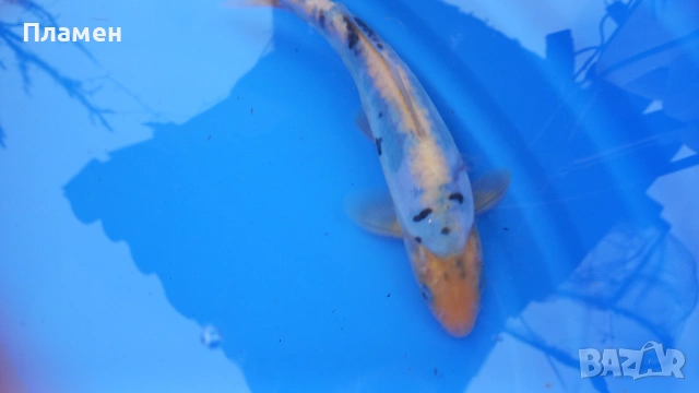 Японски шаран KOИ, снимка 7 - Рибки - 49475855