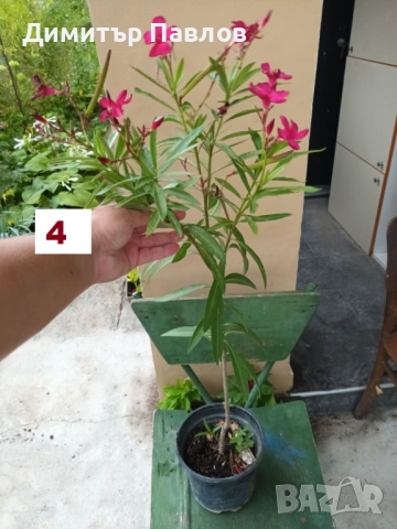 Зокуми,Олеандри,Лян, снимка 8 - Градински цветя и растения - 51546447