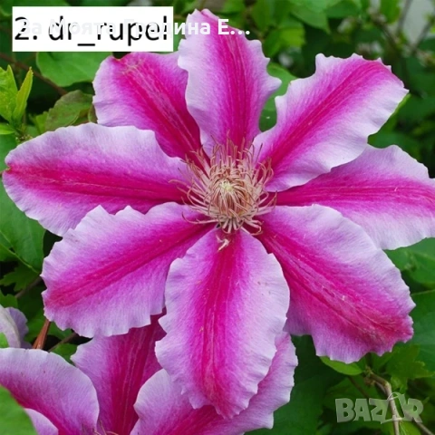 Клематис 33 вида 