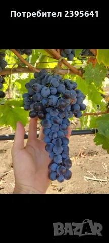 Продавам грозде Каберне фран