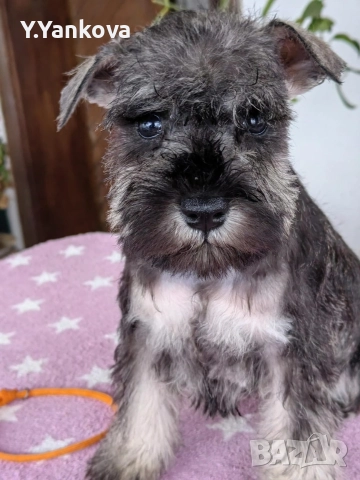 Ексклузивно кучило мини шнауцер Salt & Pepper, снимка 7 - Други - 52515218