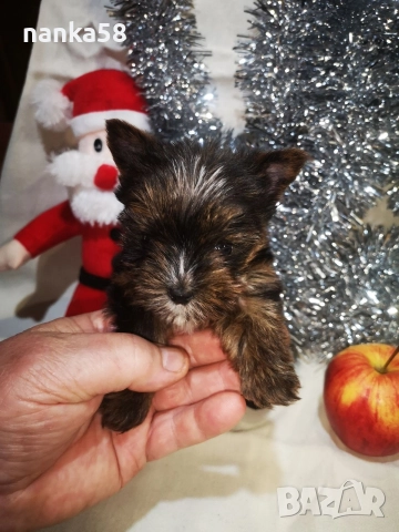 продавам йорки, снимка 3 - Йоркширски териер - 52906978