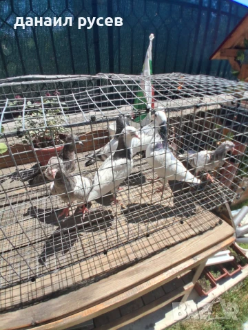 Английски типлери, снимка 2 - Гълъби - 51157443