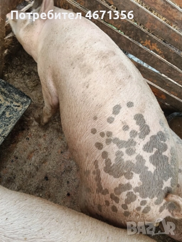 Продавам угоени прасета 
