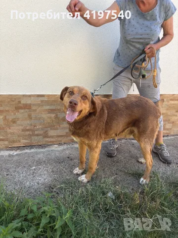 Подарявам мъжко кастрирано куче, снимка 2 - Лабрадор ретривър - 56257234