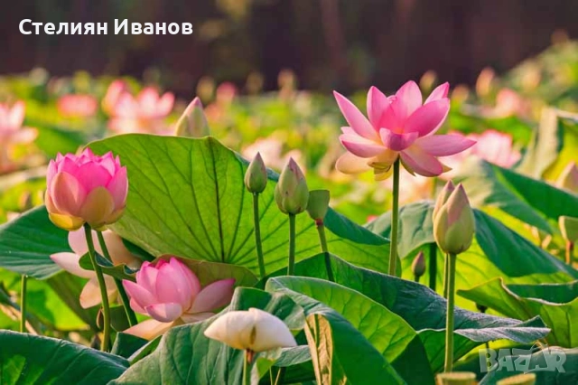 Индийски лотос, свещен лотос (Nelumbo nucifera)