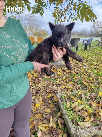 Немски овчарки , снимка 5 - Немска овчарка - 52176583