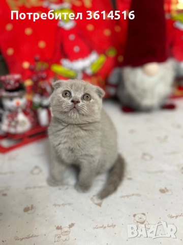 Клепоухо шотландско момченце, снимка 2 - Британска късокосместа - 52859235