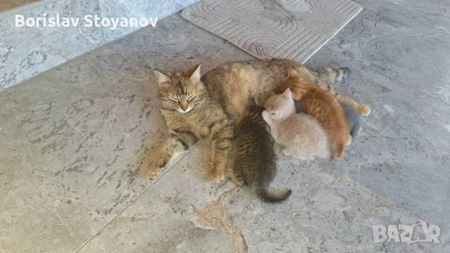 Подаряваме прекрасни малки котенца, снимка 8 - Други - 54322334