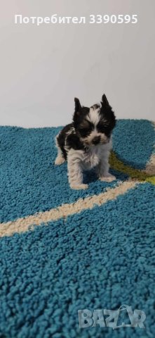 Йоркширски Териер Бивър и Биро , снимка 5 - Йоркширски териер - 44192076