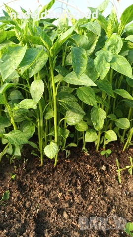 Разсад ранни домати краставици, снимка 7 - Разсади - 54052633