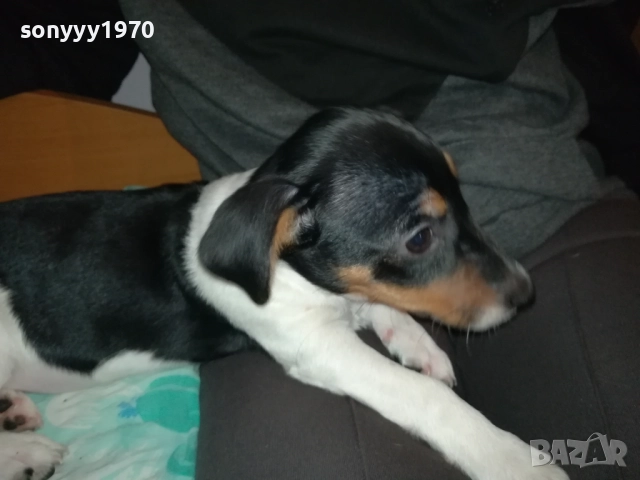 ДЖАК РЪСЕЛ-ЖЕНСКО БЕБЕ ДЖАК 0611250831, снимка 7 - Джак ръсел териер - 52314145