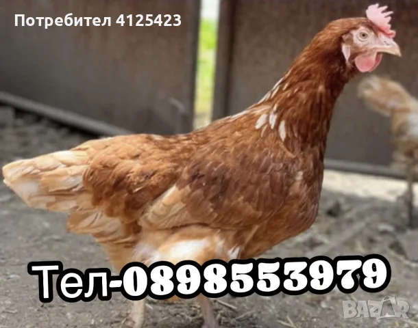 🐔Налични Носачки За Яйца 🥚, снимка 5 - Кокошки и пуйки - 56217233