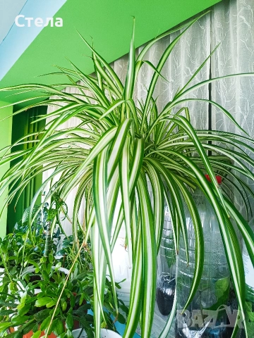 Хлорофитум бял, снимка 4 - Стайни растения - 54083035