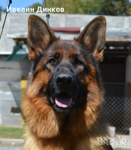 Немска овчарка с родословие от развъдник Бургас , снимка 9 - Немска овчарка - 52044330