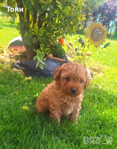 Той Пудел мини , снимка 2 - Пудели - 54179730