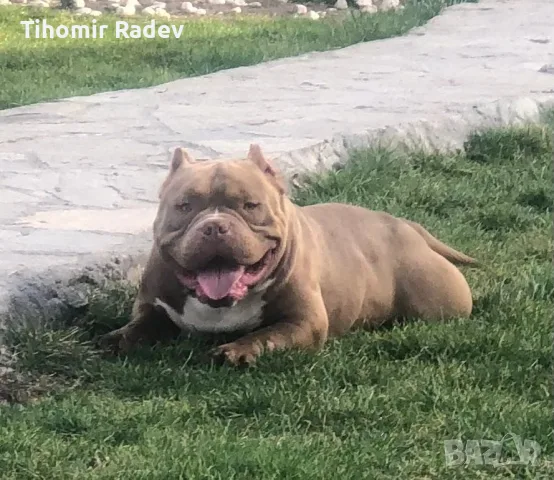 American Bully Pocket, снимка 9 - Други - 55984399