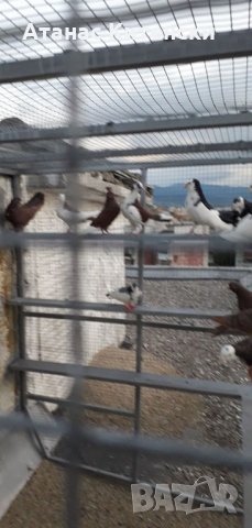Гълъби високолетачи ПАЗАРДЖИШКИ!, снимка 7 - Гълъби - 30137742