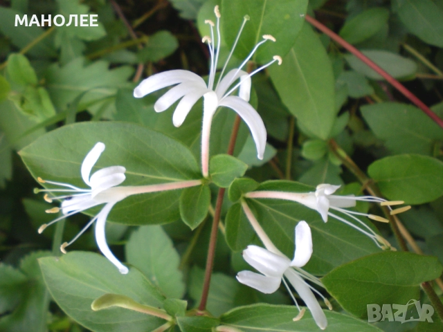 Лоницера  "Орлови нокти", снимка 2 - Градински цветя и растения - 52059482