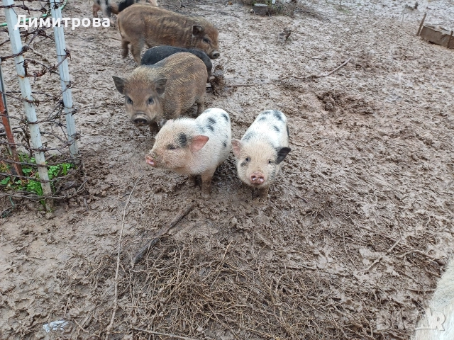 Виетнамски прасета, снимка 10 - Прасета - 51691763