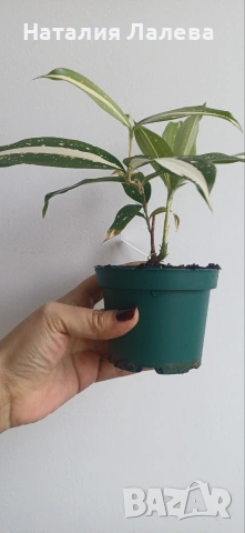 Драцена, dracena milky way, снимка 4 - Стайни растения - 54188710