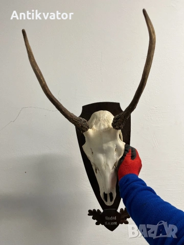 Много красив шилар, снимка 5 - Други - 54240918