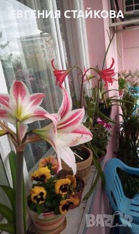 Продавам прекрасни хипеаструми. Безплатна доставка над 5 бр., снимка 9 - Стайни растения - 36481425