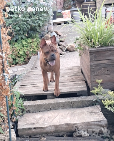 Чун цин китайски булдог, снимка 6 - Други - 50025524