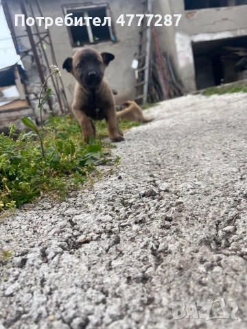 Малинуа микс, само женски , снимка 10 - Белгийска овчарка - 54108154