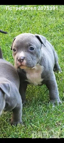 Топ Американско були покет American bully 