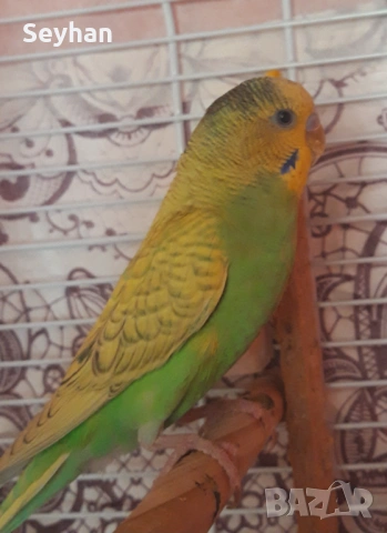 Папагали вълнисти