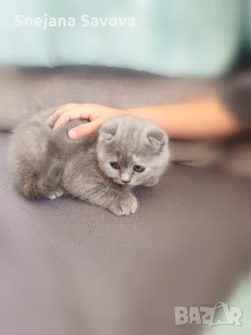 женско клепоухо шотландско коте, снимка 4 - Британска късокосместа - 56139015