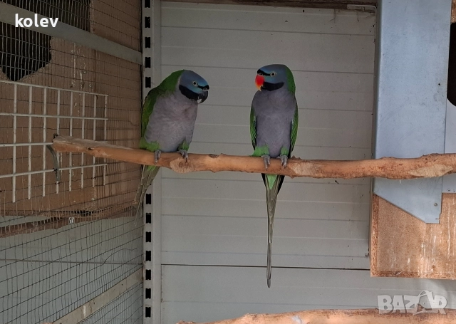 Папагали Китайски Александър/ двойка