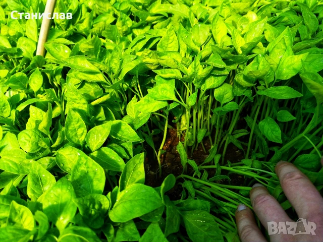 Готов разсад домати краставици тиквички ягоди, снимка 6 - Разсади - 54039880