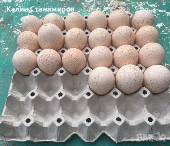 оплодени пуешки яйца