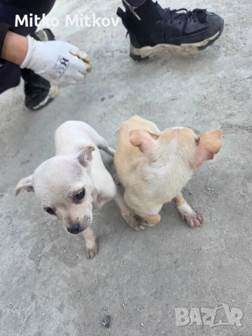 Малки пухкави щастия търсят своя нов дом! 🐾, снимка 2 - Чихуахуа - 54194641