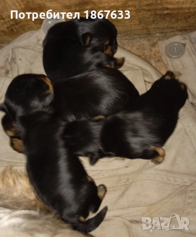 Йоркширски териер