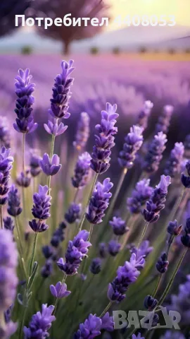 Лавандулови насаждения 