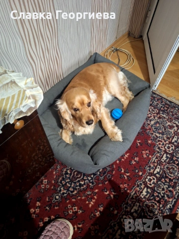 Английски Кокер шпаньол , снимка 8 - Търси партньор - 53963879