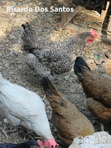 Домашни кокошки