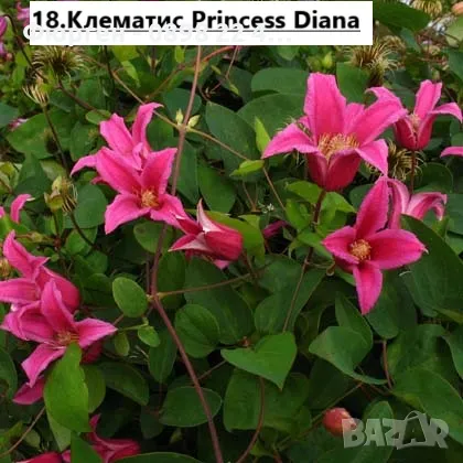 Клематис налични 28 вида, снимка 18 - Разсади - 48740865