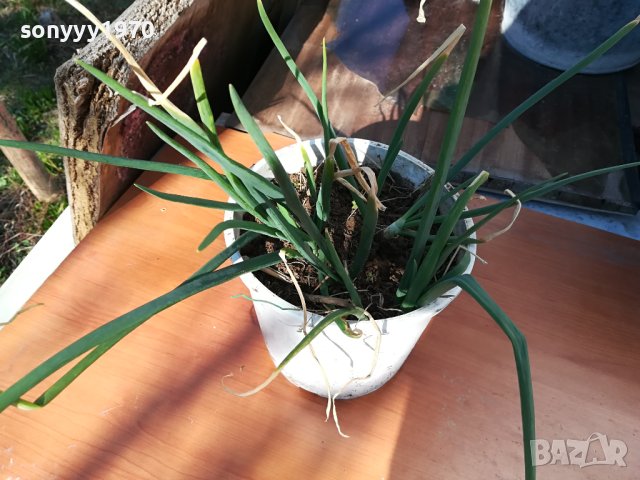 ЛУК ЗАСАДЕН В САКСИЯ-ЗА САЛАТАТА ЗА ДЕКОР ИЛИ ДР 1802241006, снимка 6 - Стайни растения - 44349132
