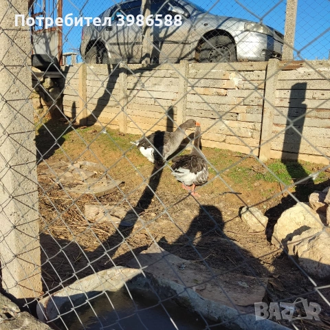 Гъски чифт къдрави гъски, снимка 4 - други­ - 52710322