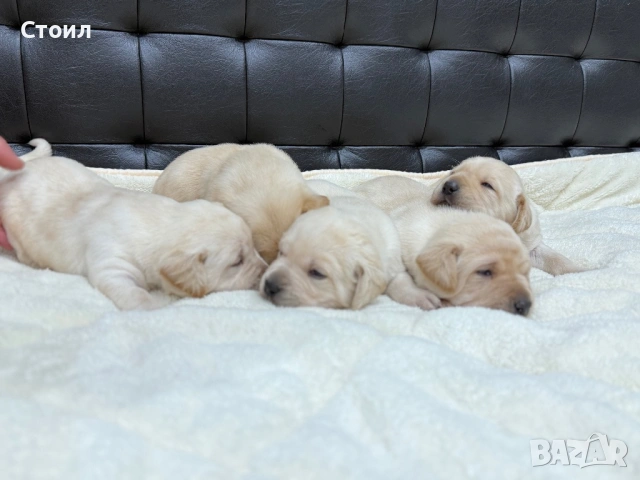 Чистокръвни Лабрадор Ретривър:, снимка 3 - Лабрадор ретривър - 53164804