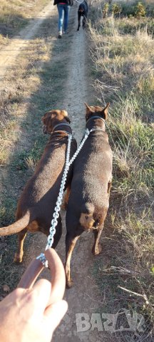 НОВО >>> Двоен повод за малки и големи кучета , снимка 11 - За кучета - 42590339