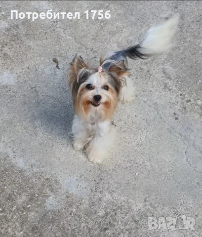 Бивер йорки, момиче., снимка 12 - Йоркширски териер - 45053514